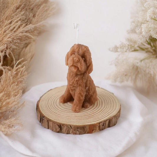 Labradoodle abrikoos kaars